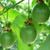 Ђӂ݃t@[